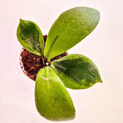 Hoya Anulata Verdora 