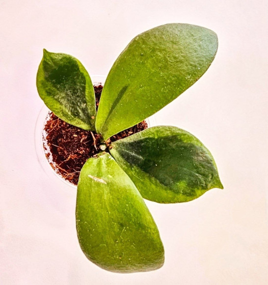Hoya Anulata Verdora 