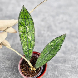 Hoya Clemensiorum Aceh #003       