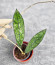 Hoya Clemensiorum Aceh #003       