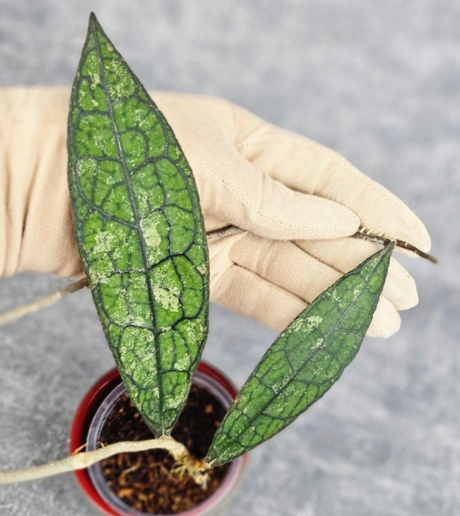 Hoya Clemensiorum Aceh #003       