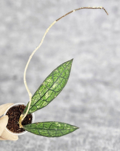 Hoya Clemensiorum Aceh #003       