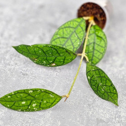 Hoya Clemensiorum Aceh #027             