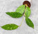 Hoya Clemensiorum Aceh #027             