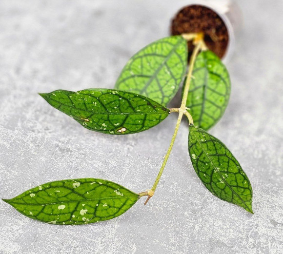 Hoya Clemensiorum Aceh #027             