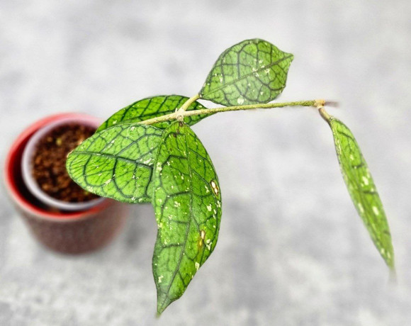 Hoya Clemensiorum Aceh #027             