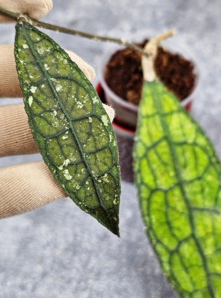 Hoya Clemensiorum Aceh ar #137