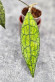 Hoya Clemensiorum Aceh ar #137