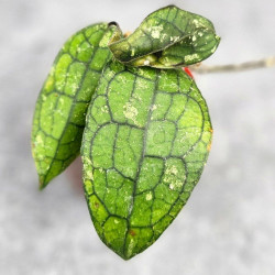 Hoya Clemensiorum Sumatra  #002 