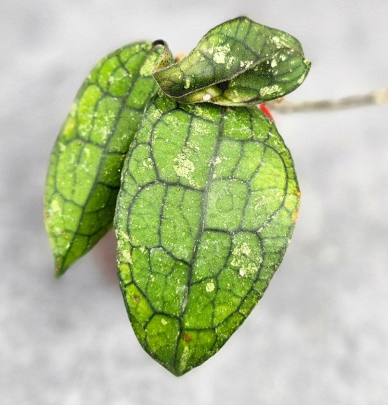 Hoya Clemensiorum Sumatra  #002 