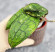 Hoya Clemensiorum Sumatra  #002 