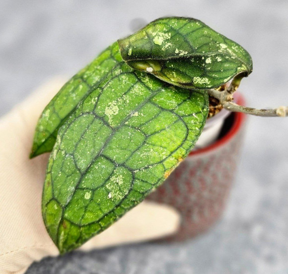 Hoya Clemensiorum Sumatra #002 Hoya Clemensiorum Sumatra #002