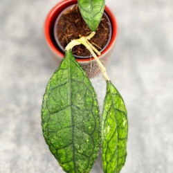 Hoya Clemensiorum Sarawak #002 Hoya Clemensiorum Sarawak #002