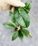 Hoya Clemensiorum Sarawak #002        