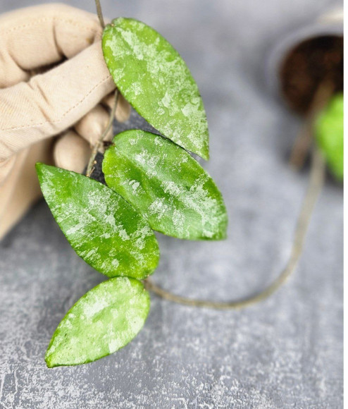 Hoya Caudata Aceh Hoya Caudata Aceh