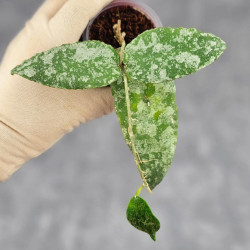 Hoya Caudata Aceh  High Splash  