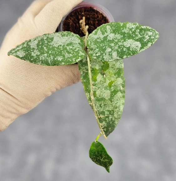 Hoya Caudata Aceh  High Splash  