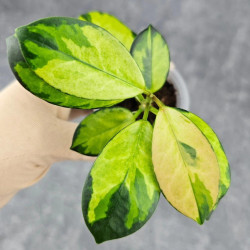 Hoya Australis Peacock 