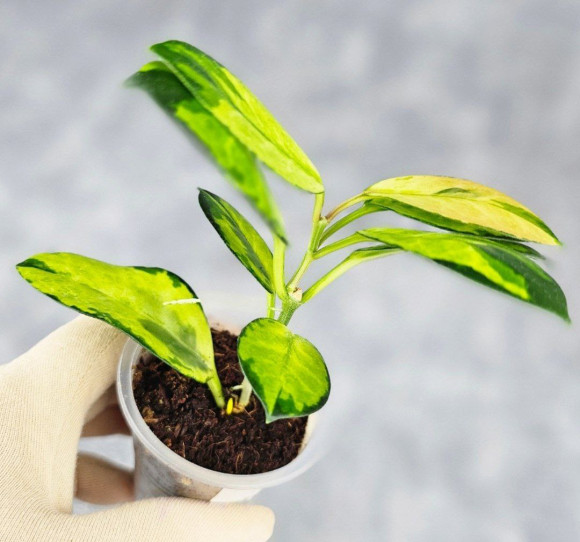 Hoya Australis Peacock Hoya Australis Peacock