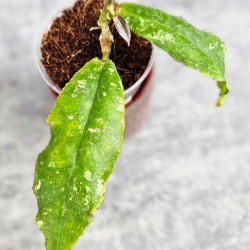 Hoya Undulata Red Leaf 