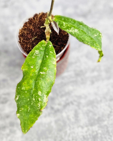 Hoya Undulata Red Leaf Hoya Undulata Red Leaf