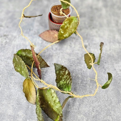 Hoya Caudata Aceh Red Big Leaf  