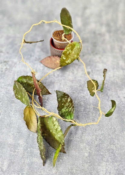 Hoya Caudata Aceh Red Big Leaf Hoya Caudata Aceh Red Big Leaf