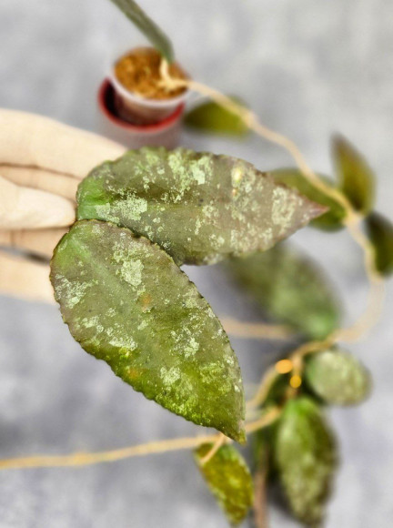 Hoya Caudata Aceh Red Big Leaf Hoya Caudata Aceh Red Big Leaf