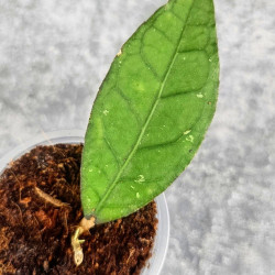 Hoya Sp. Aceh Badak Uken 