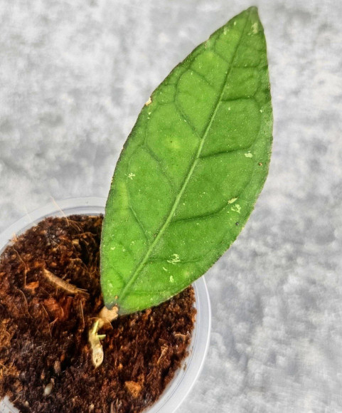 Hoya Sp. Aceh Badak Uken Hoya Sp. Aceh Badak Uken