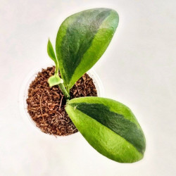 Hoya Anulata Verdora  