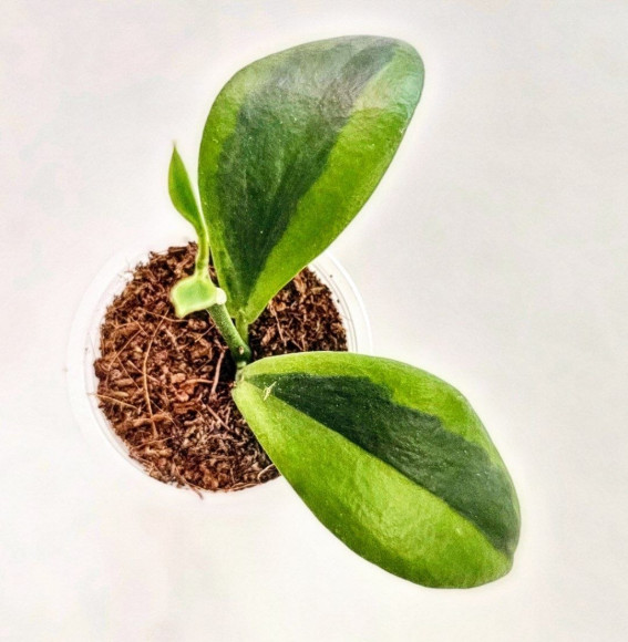 Hoya Anulata Verdora  