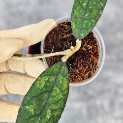 Hoya Clemensiorum Aceh #003        