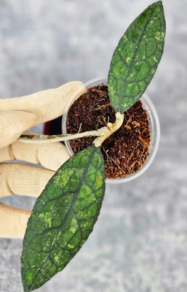 Hoya Clemensiorum Aceh #003        