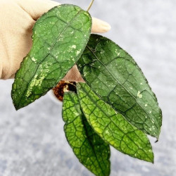 Hoya Clemensiorum Aceh #029              