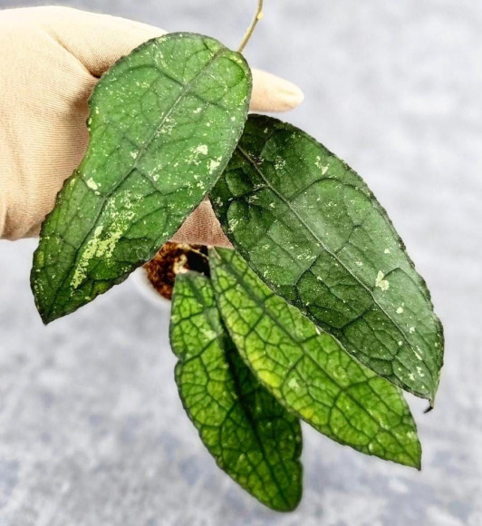 Hoya Clemensiorum Aceh #029              