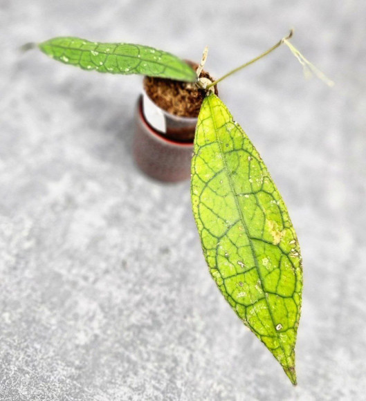 Hoya Clemensiorum Aceh ar #139