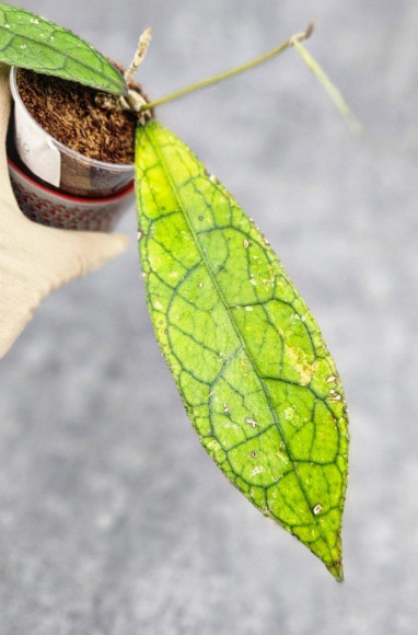 Hoya Clemensiorum Aceh ar #139