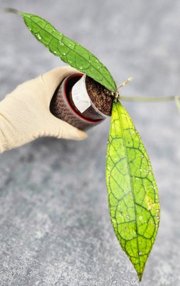 Hoya Clemensiorum Aceh ar #139