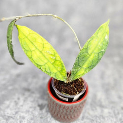 Hoya Clemensiorum Sumatra  #002  