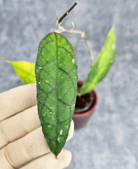 Hoya Clemensiorum Sumatra #002 Hoya Clemensiorum Sumatra #002