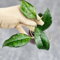 Hoya Clemensiorum Sarawak #002