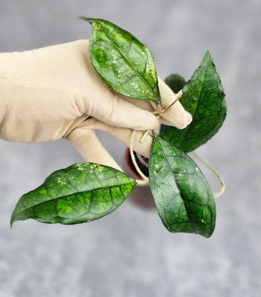 Hoya Clemensiorum Sarawak #002