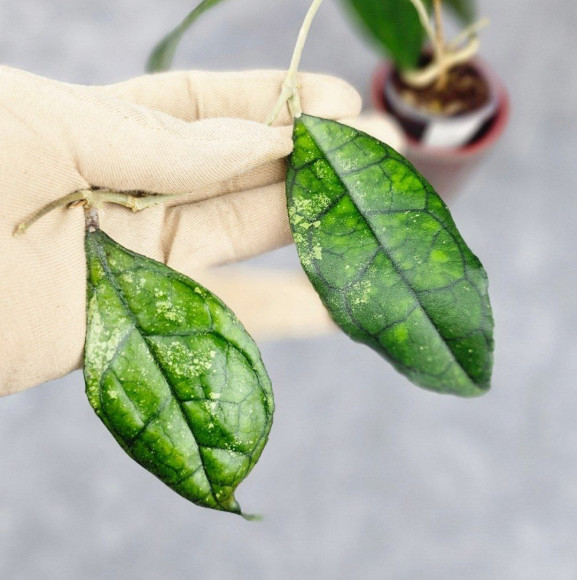 Hoya Clemensiorum Sarawak #002 Hoya Clemensiorum Sarawak #002