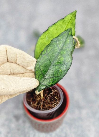 Hoya Clemensiorum Sarawak #002 Hoya Clemensiorum Sarawak #002