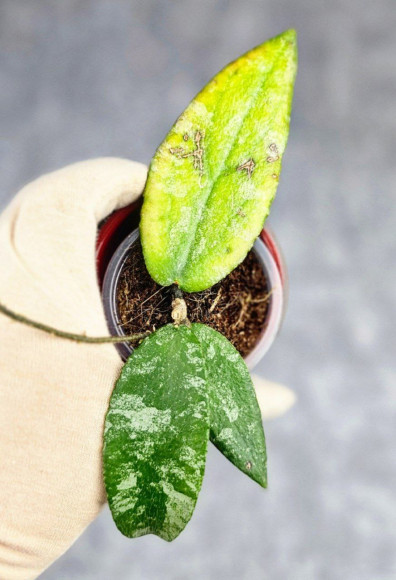 Hoya Caudata Aceh Hoya Caudata Aceh