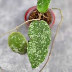 Hoya Caudata Aceh  High Splash  