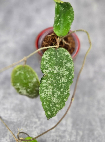 Hoya Caudata Aceh High Splash Hoya Caudata Aceh High Splash