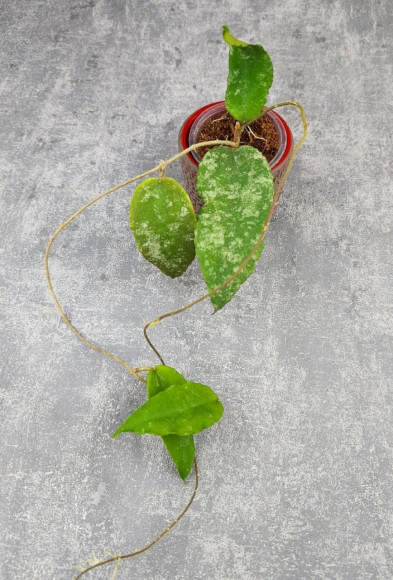 Hoya Caudata Aceh High Splash Hoya Caudata Aceh High Splash