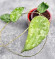 Hoya Caudata Aceh  High Splash  
